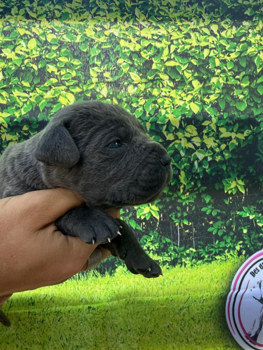 Des Diamants Du Colisée Jcm - Chiots disponibles - Cane Corso