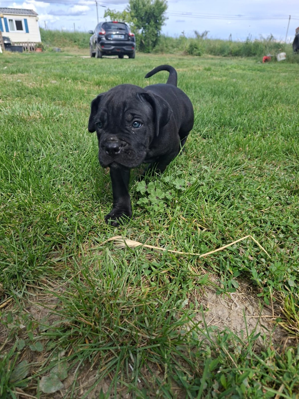 Des Diamants Du Colisée Jcm - Chiots disponibles - Cane Corso
