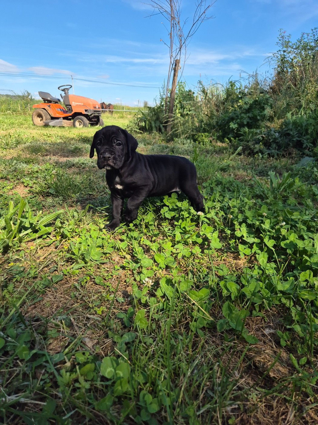 Des Diamants Du Colisée Jcm - Chiots disponibles - Cane Corso