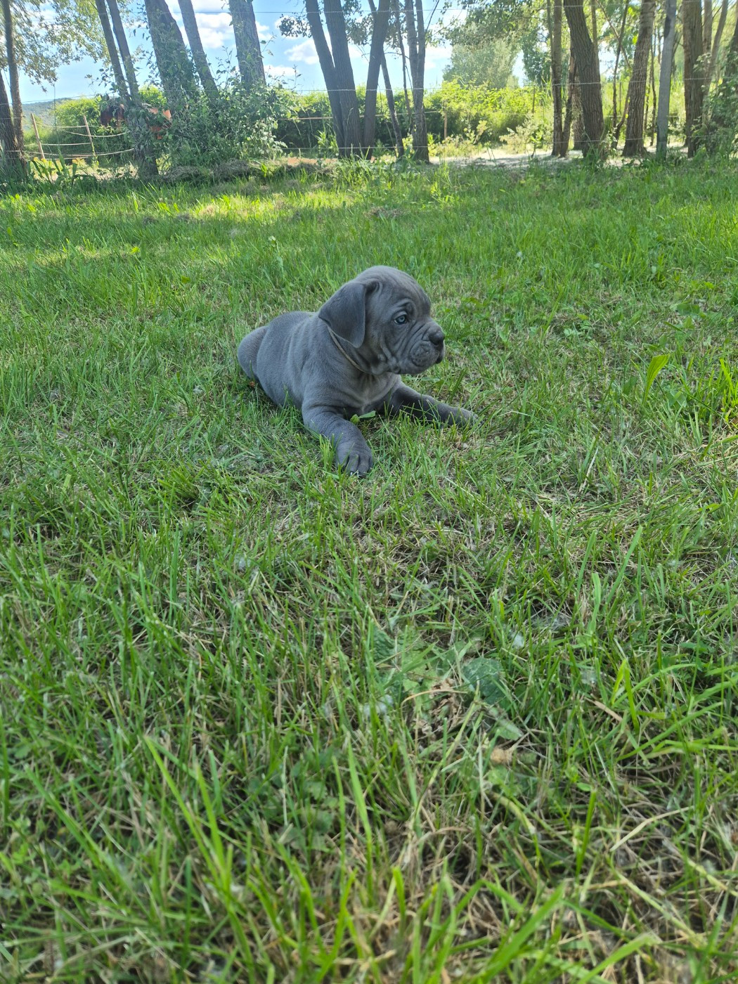 Des Diamants Du Colisée Jcm - Chiots disponibles - Cane Corso
