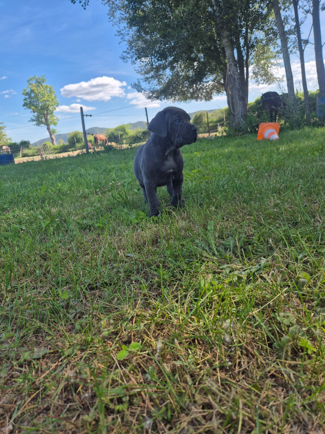 Des Diamants Du Colisée Jcm - Chiots disponibles - Cane Corso