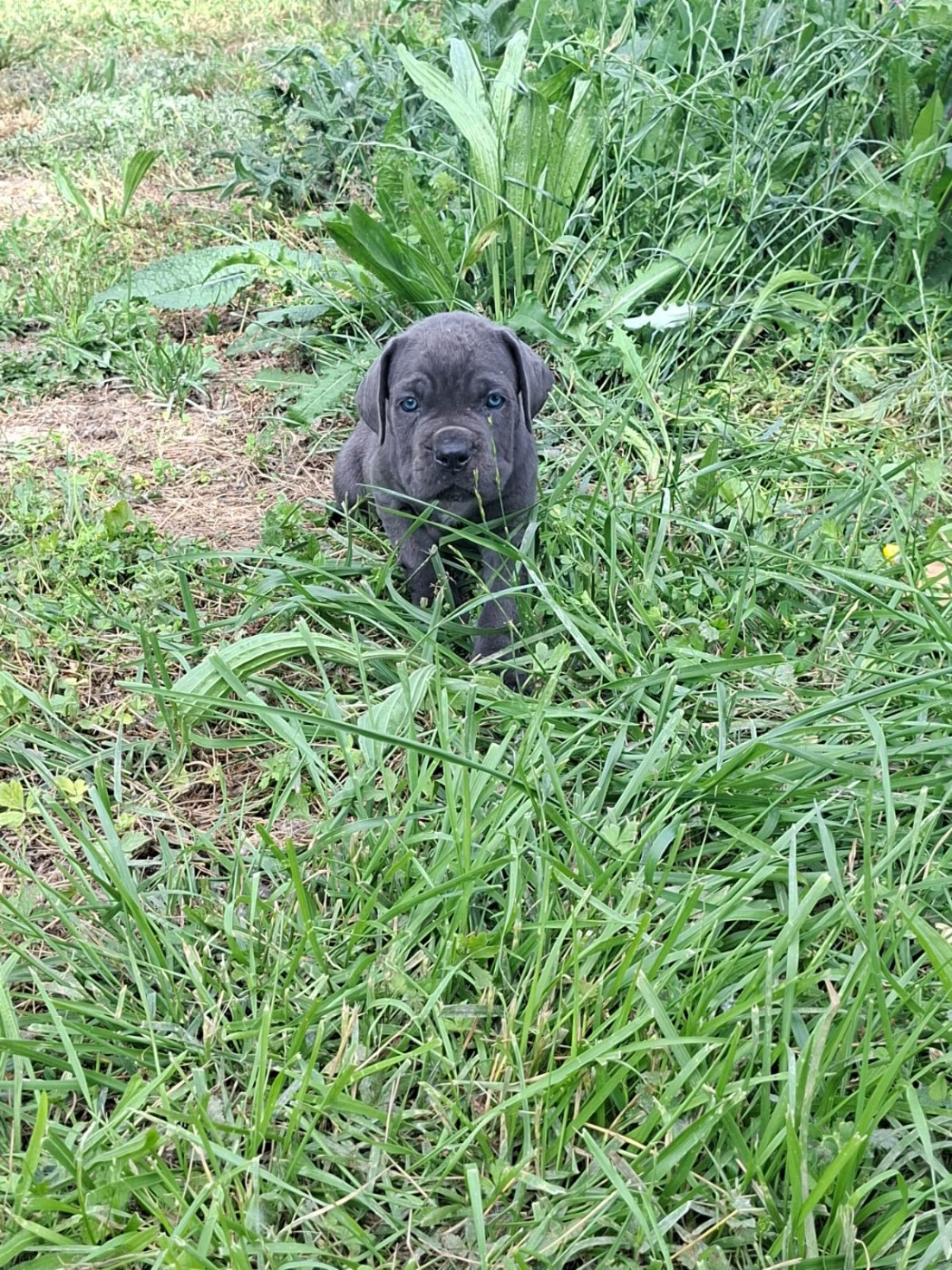 Des Diamants Du Colisée Jcm - Chiots disponibles - Cane Corso