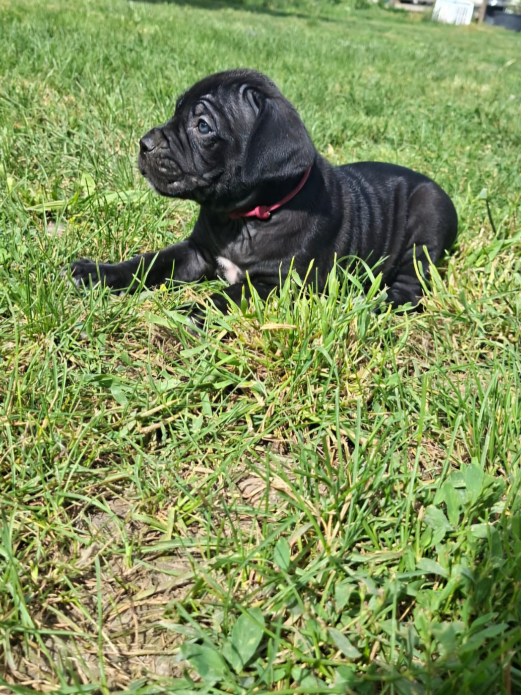 Des Diamants Du Colisée Jcm - Chiots disponibles - Cane Corso