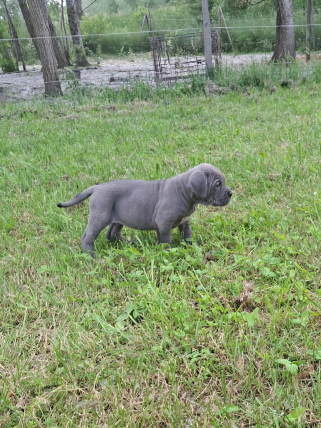 Des Diamants Du Colisée Jcm - Chiots disponibles - Cane Corso