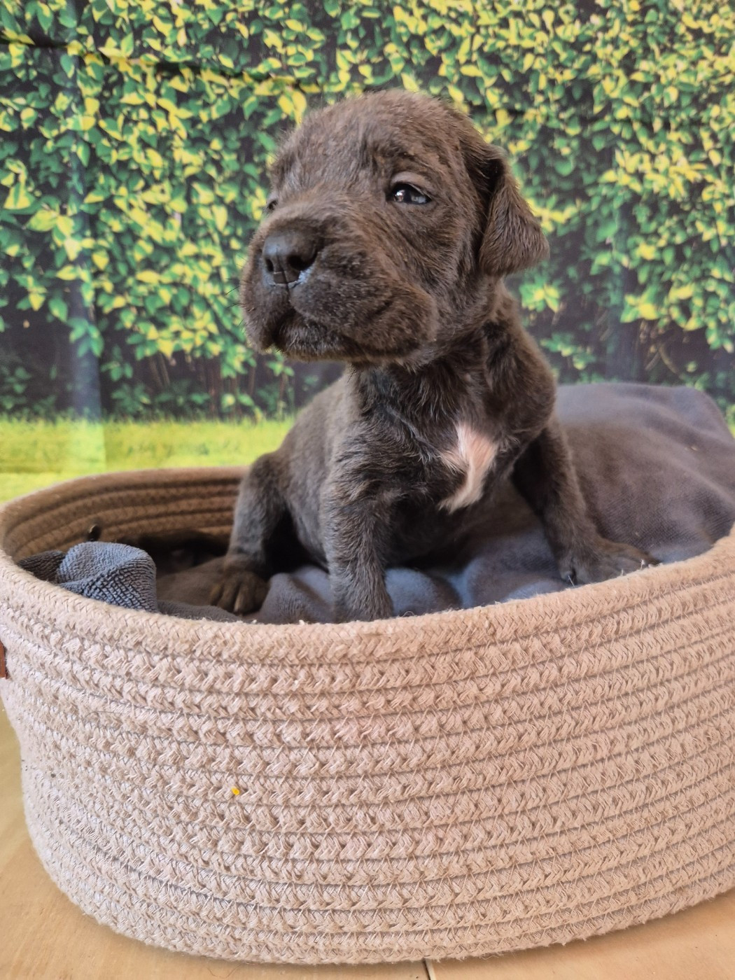 Des Diamants Du Colisée Jcm - Chiots disponibles - Cane Corso