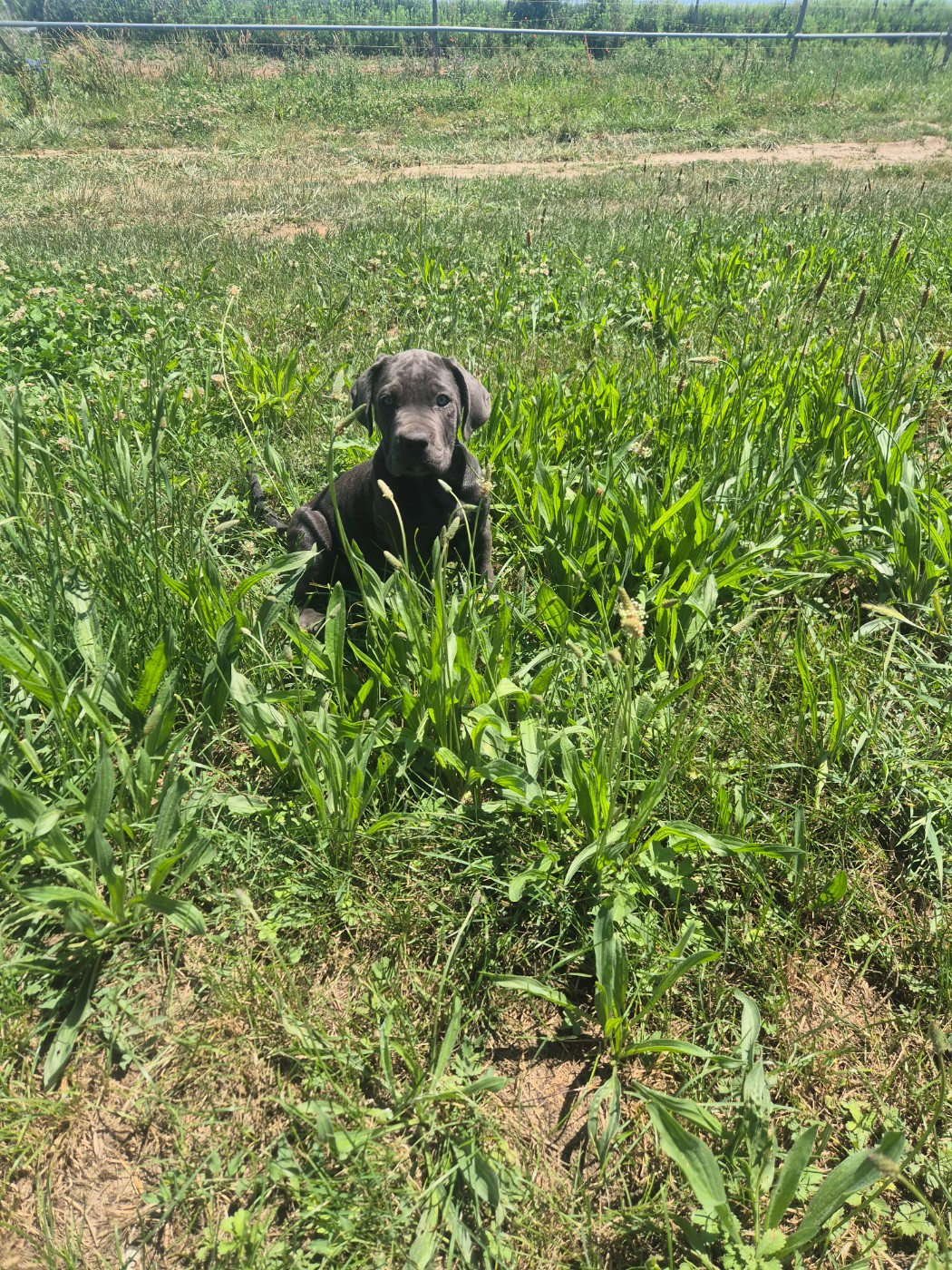 Des Diamants Du Colisée Jcm - Chiots disponibles - Cane Corso