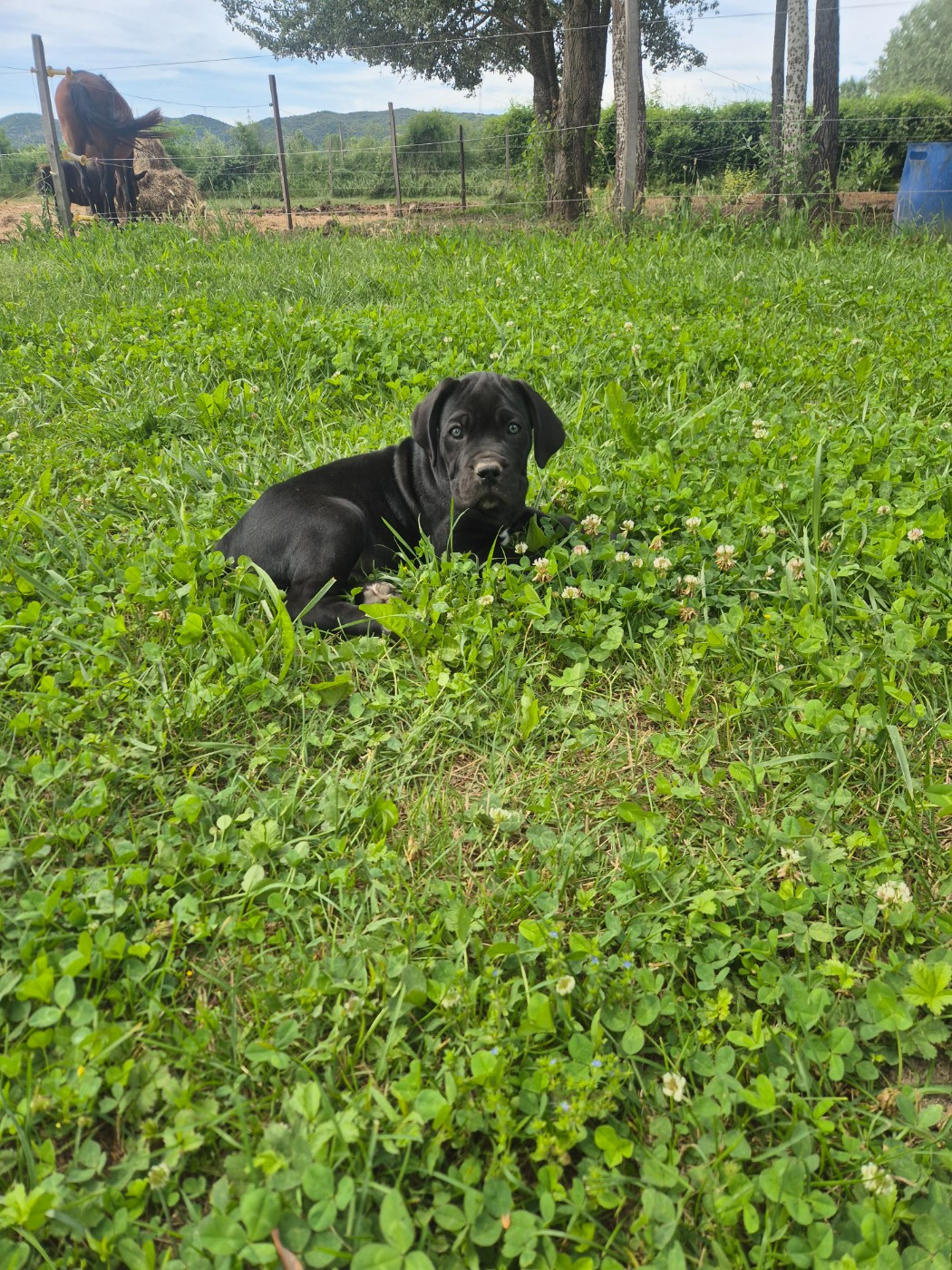 Des Diamants Du Colisée Jcm - Chiots disponibles - Cane Corso