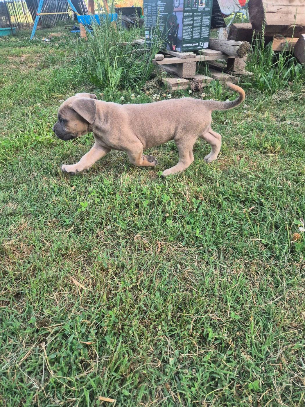 Des Diamants Du Colisée Jcm - Chiots disponibles - Cane Corso