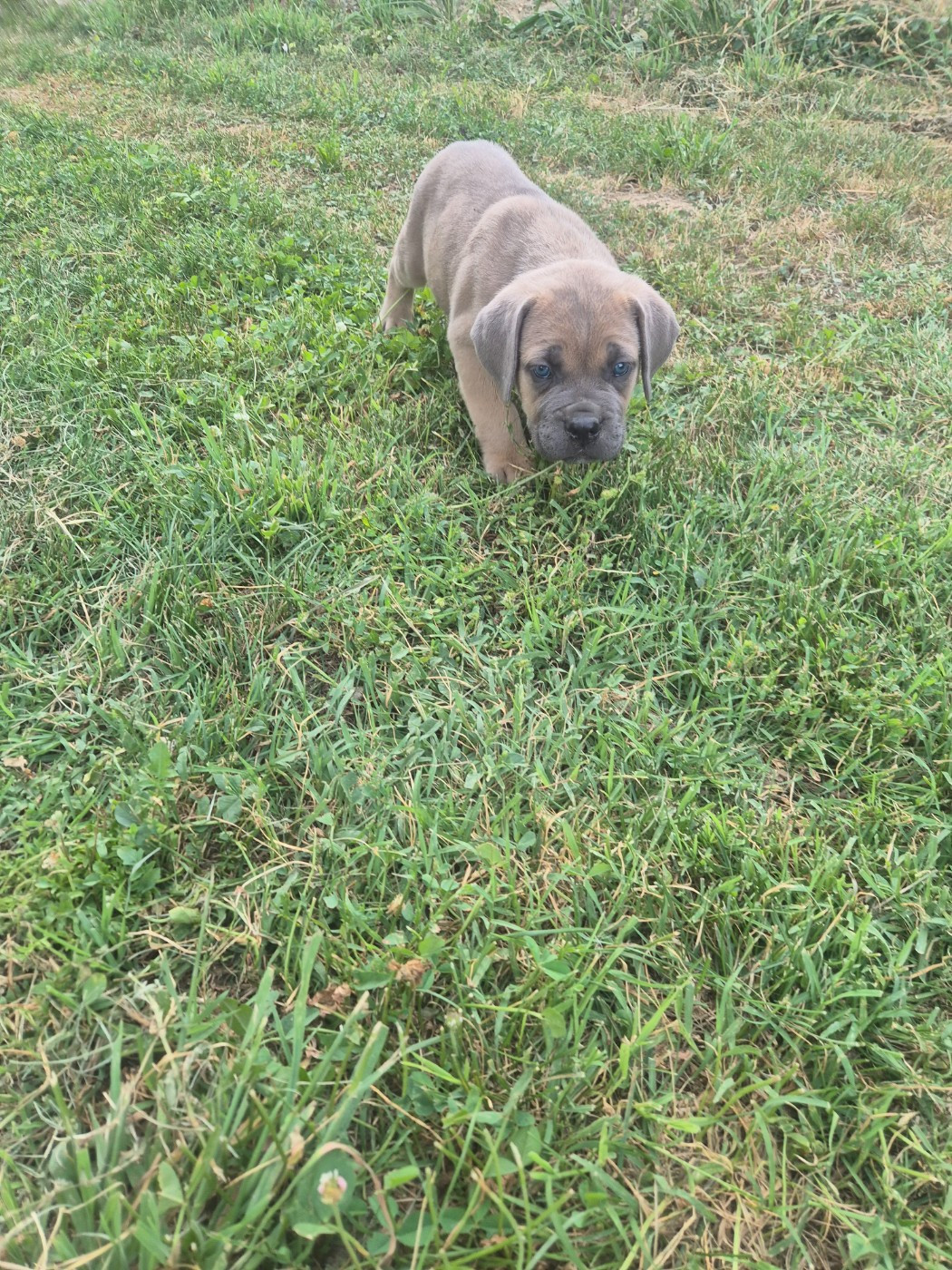 Des Diamants Du Colisée Jcm - Chiots disponibles - Cane Corso