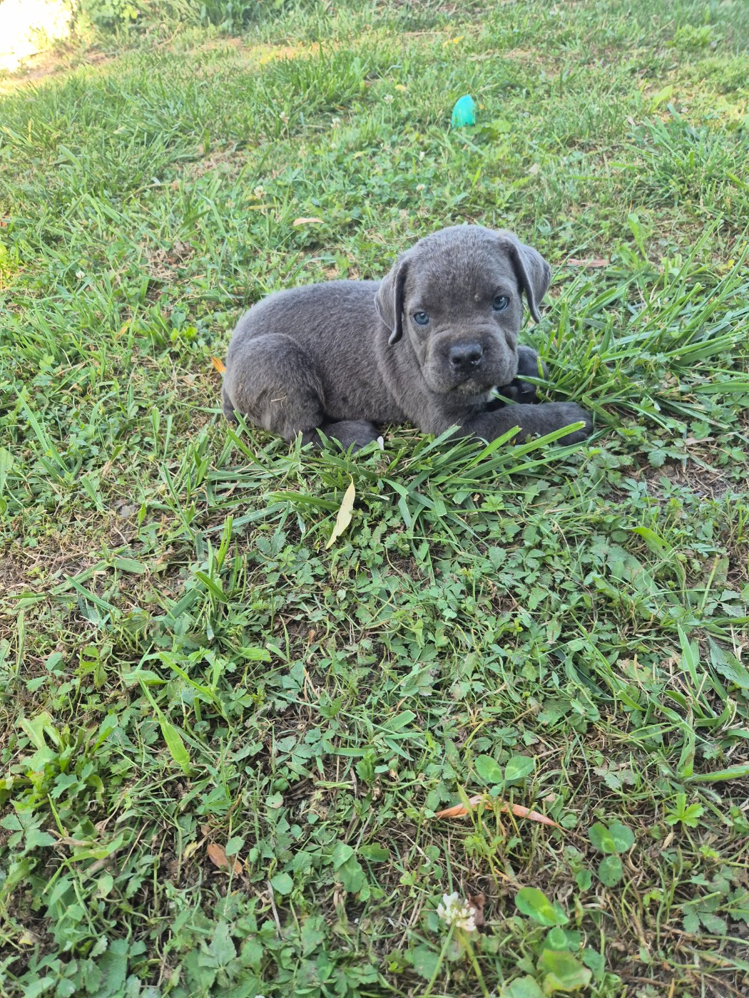 Des Diamants Du Colisée Jcm - Chiots disponibles - Cane Corso