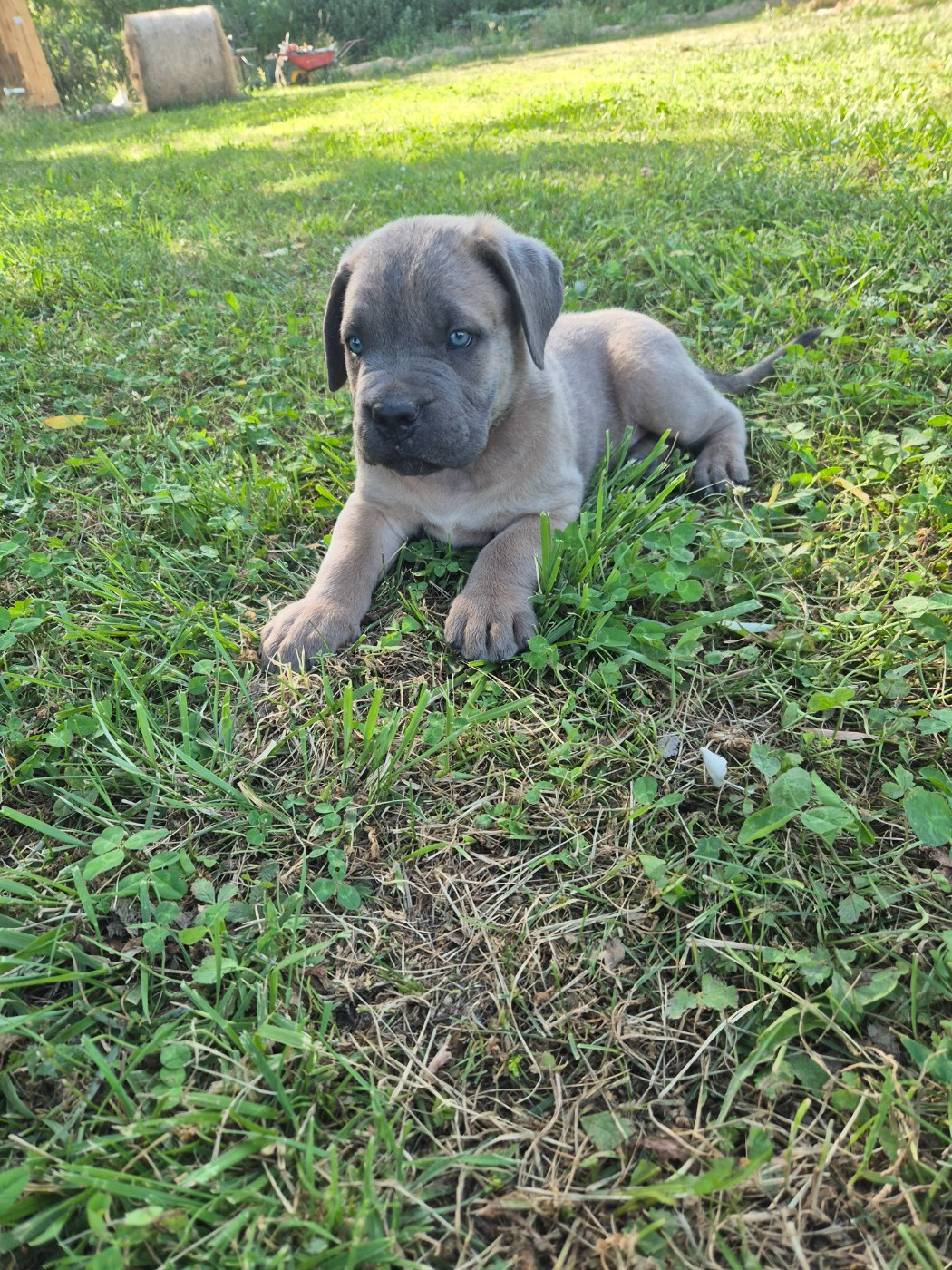 Des Diamants Du Colisée Jcm - Chiots disponibles - Cane Corso