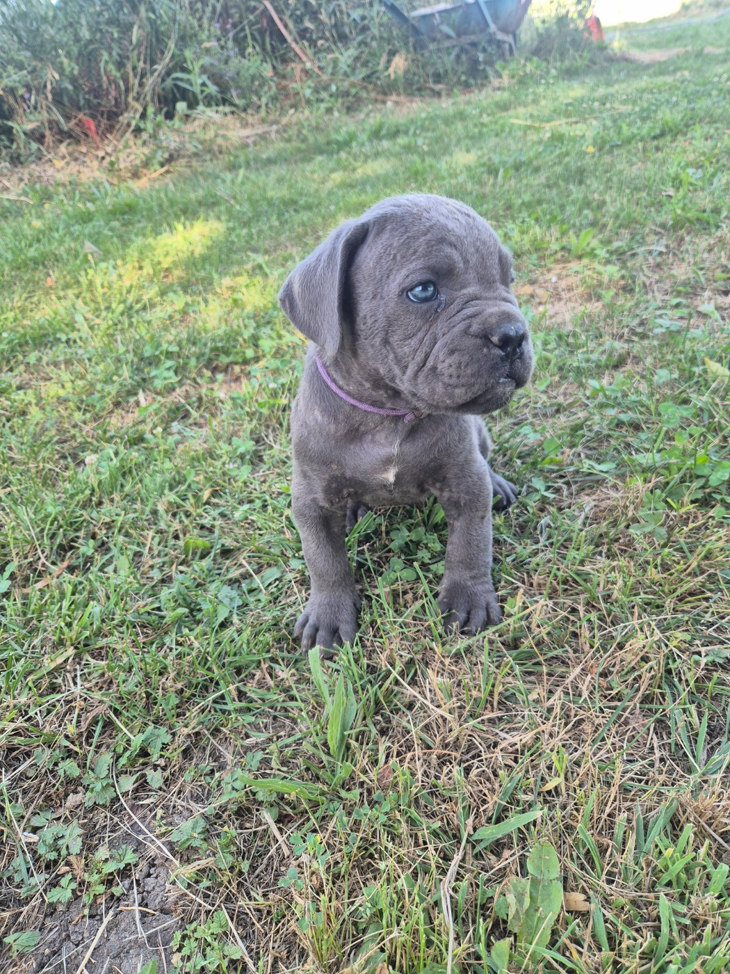 Des Diamants Du Colisée Jcm - Chiots disponibles - Cane Corso