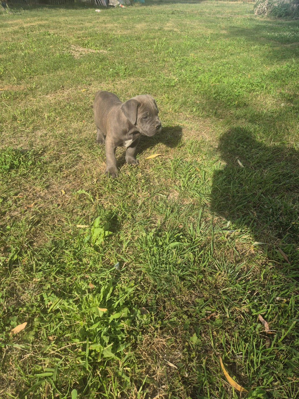 Des Diamants Du Colisée Jcm - Chiots disponibles - Cane Corso
