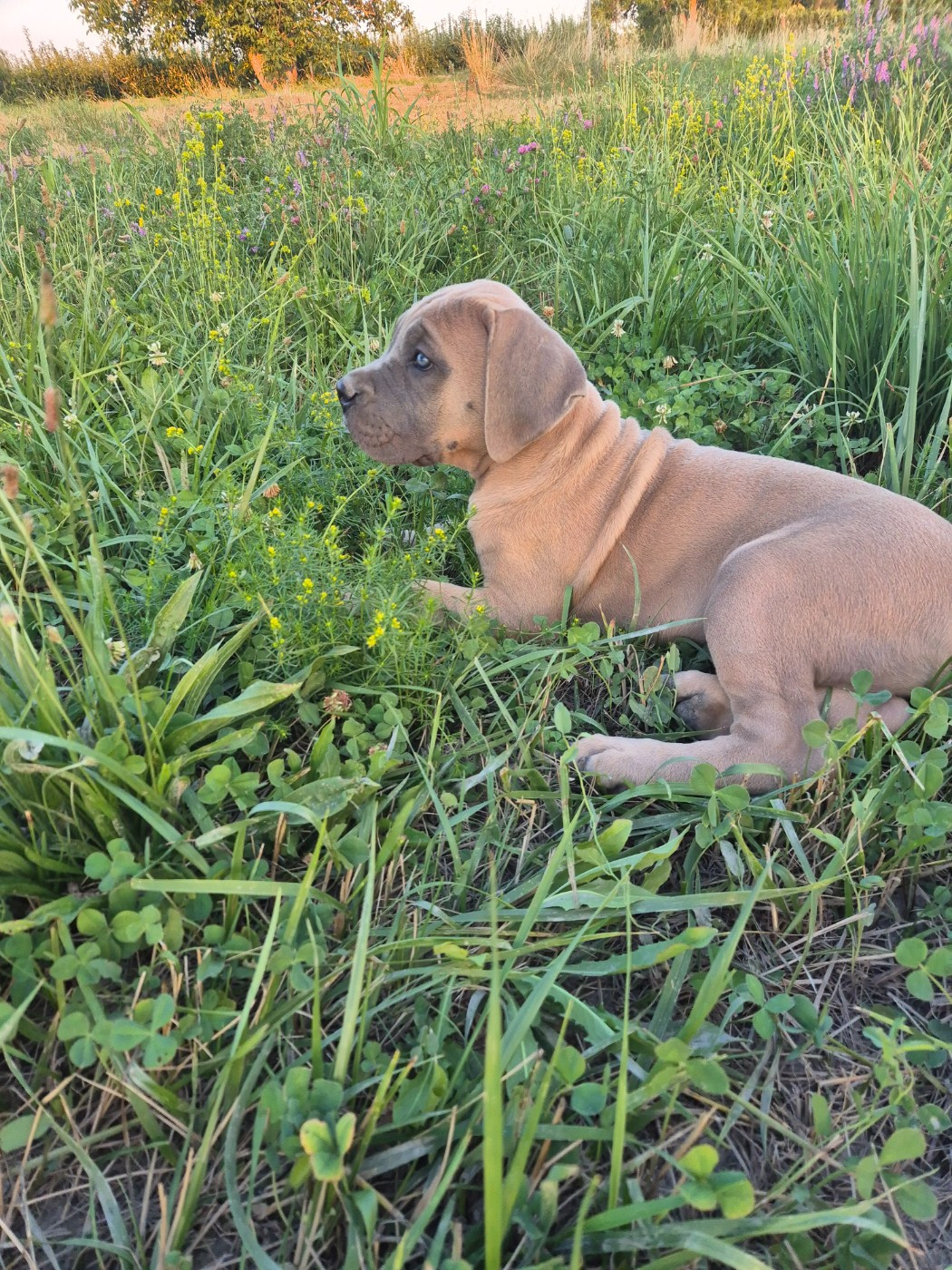 Des Diamants Du Colisée Jcm - Chiots disponibles - Cane Corso