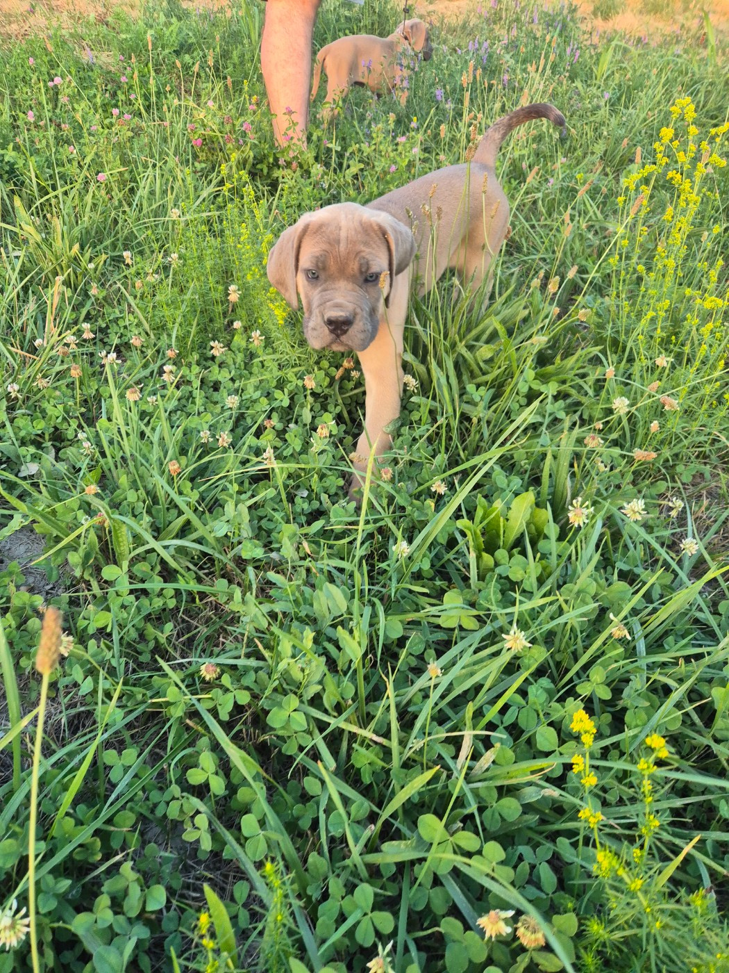 Des Diamants Du Colisée Jcm - Chiots disponibles - Cane Corso