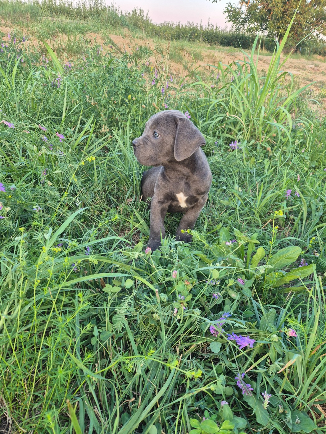 Des Diamants Du Colisée Jcm - Chiots disponibles - Cane Corso