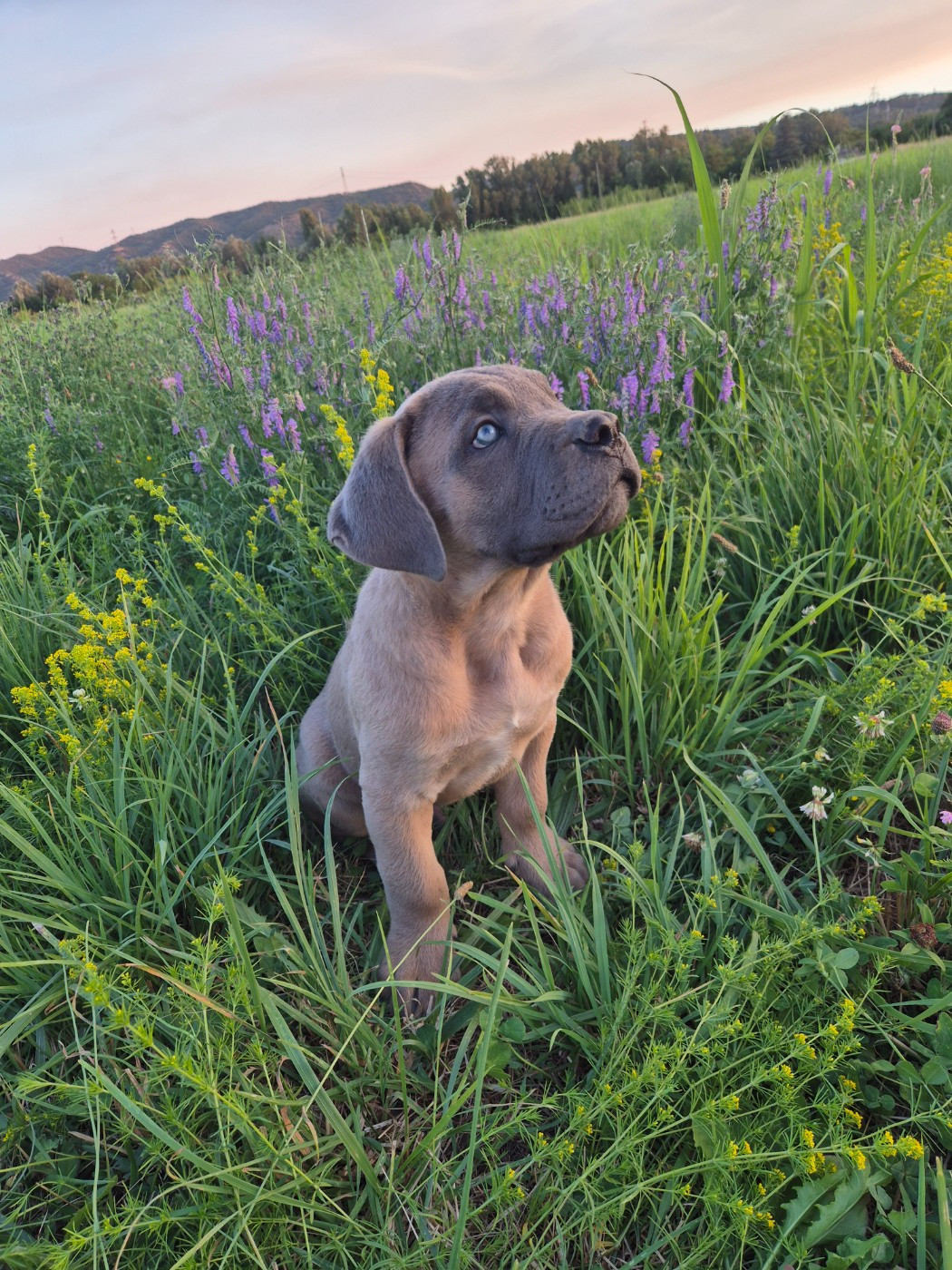 Des Diamants Du Colisée Jcm - Chiots disponibles - Cane Corso