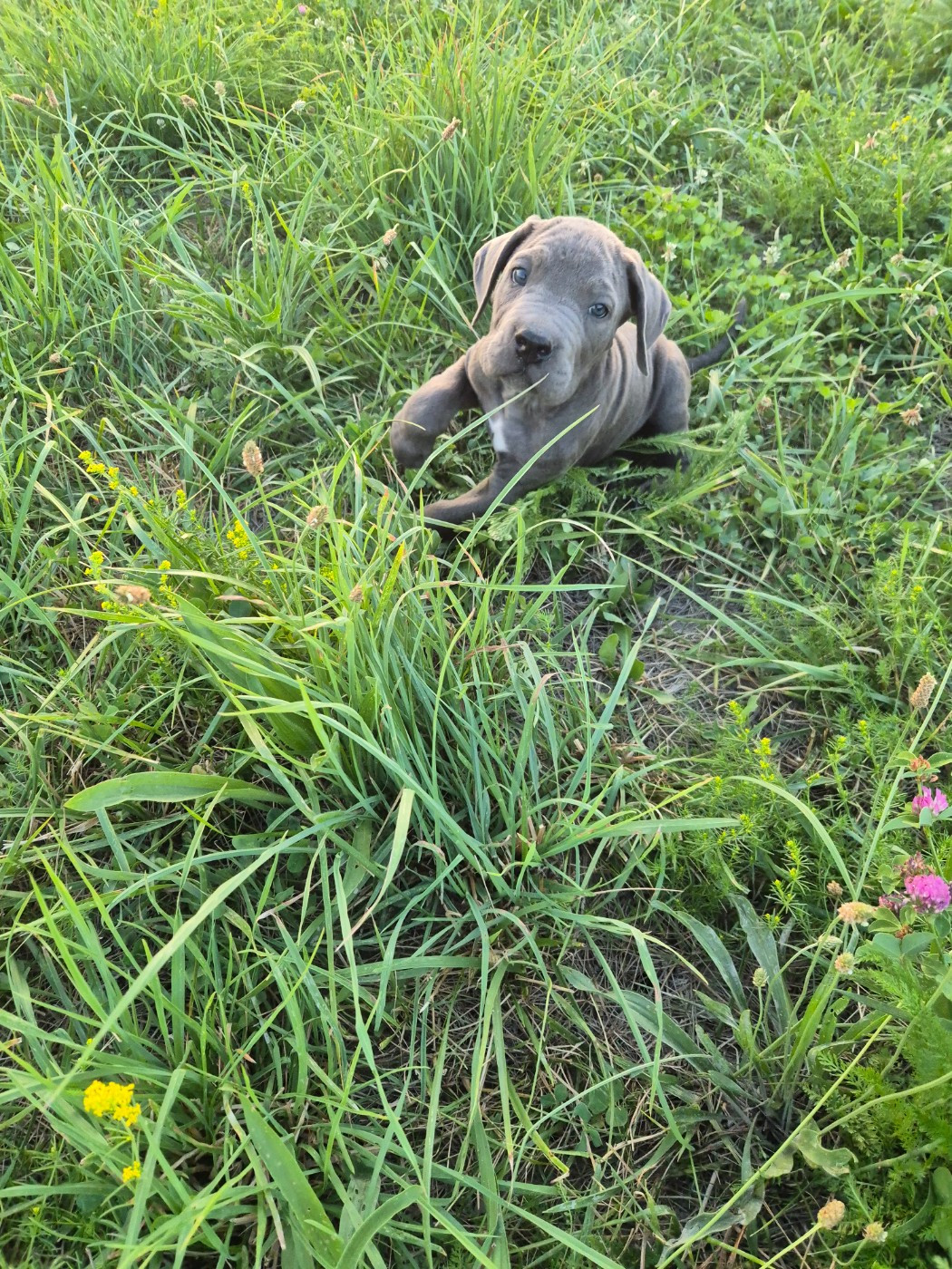Des Diamants Du Colisée Jcm - Chiots disponibles - Cane Corso