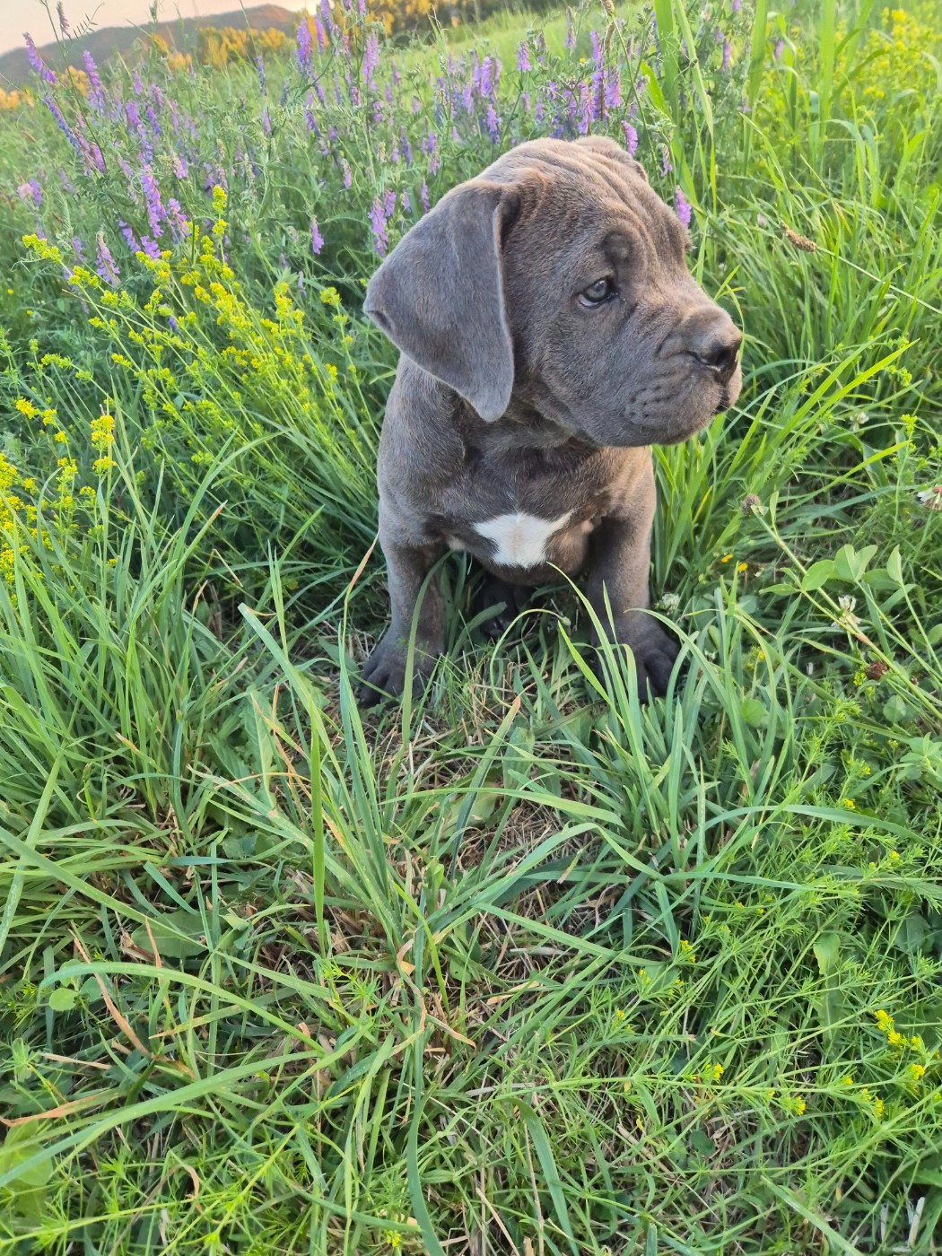 Des Diamants Du Colisée Jcm - Chiots disponibles - Cane Corso