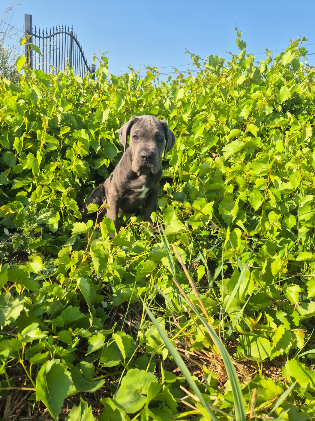 Des Diamants Du Colisée Jcm - Chiots disponibles - Cane Corso