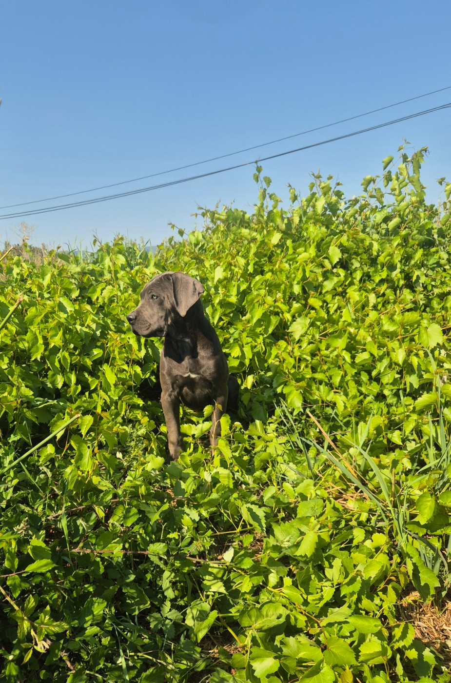 Des Diamants Du Colisée Jcm - Chiots disponibles - Cane Corso