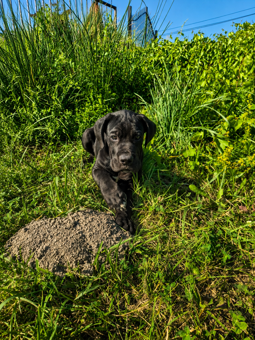 Des Diamants Du Colisée Jcm - Chiots disponibles - Cane Corso