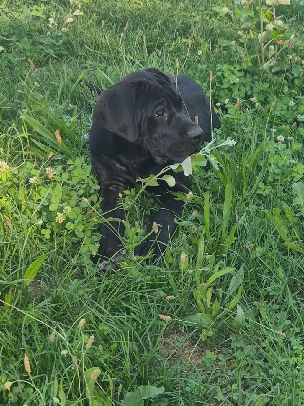 Des Diamants Du Colisée Jcm - Chiots disponibles - Cane Corso