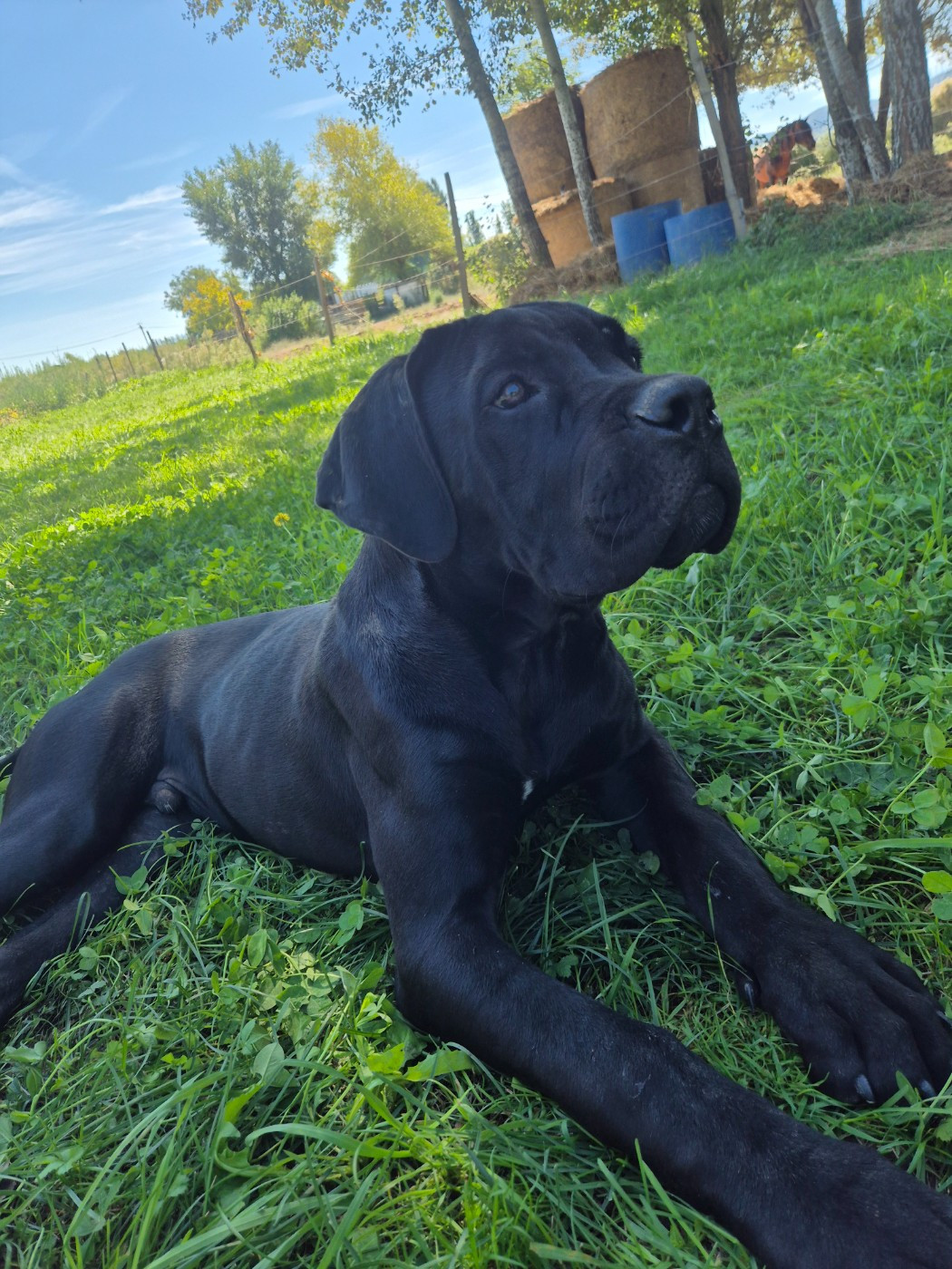 Des Diamants Du Colisée Jcm - Chiots disponibles - Cane Corso