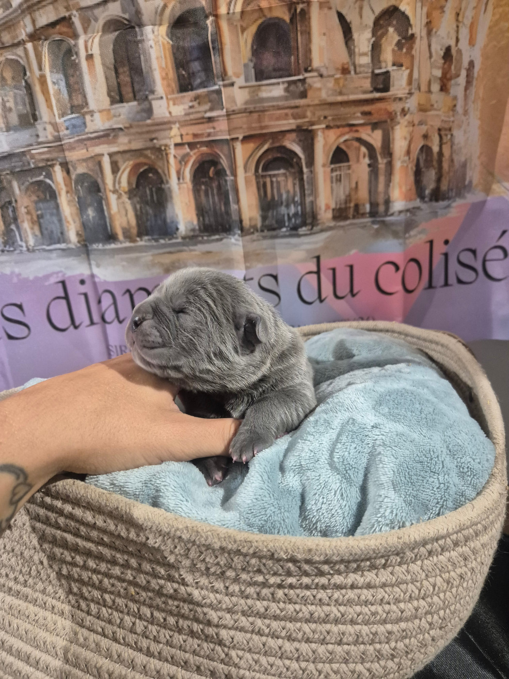 Des Diamants Du Colisée Jcm - Chiots disponibles - Cane Corso