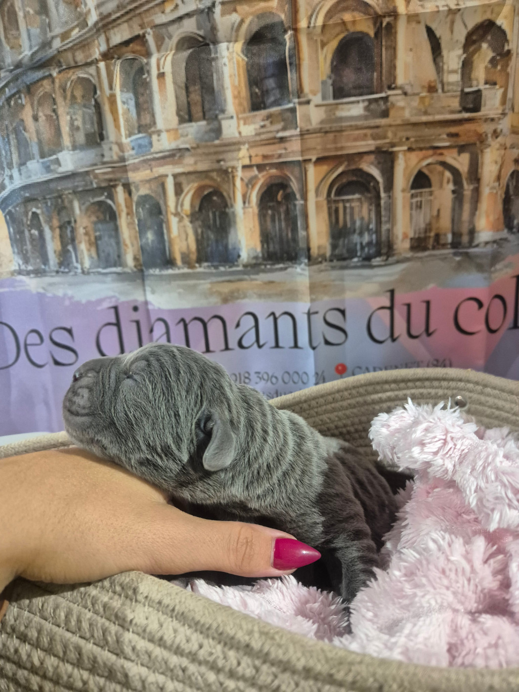 Des Diamants Du Colisée Jcm - Chiots disponibles - Cane Corso