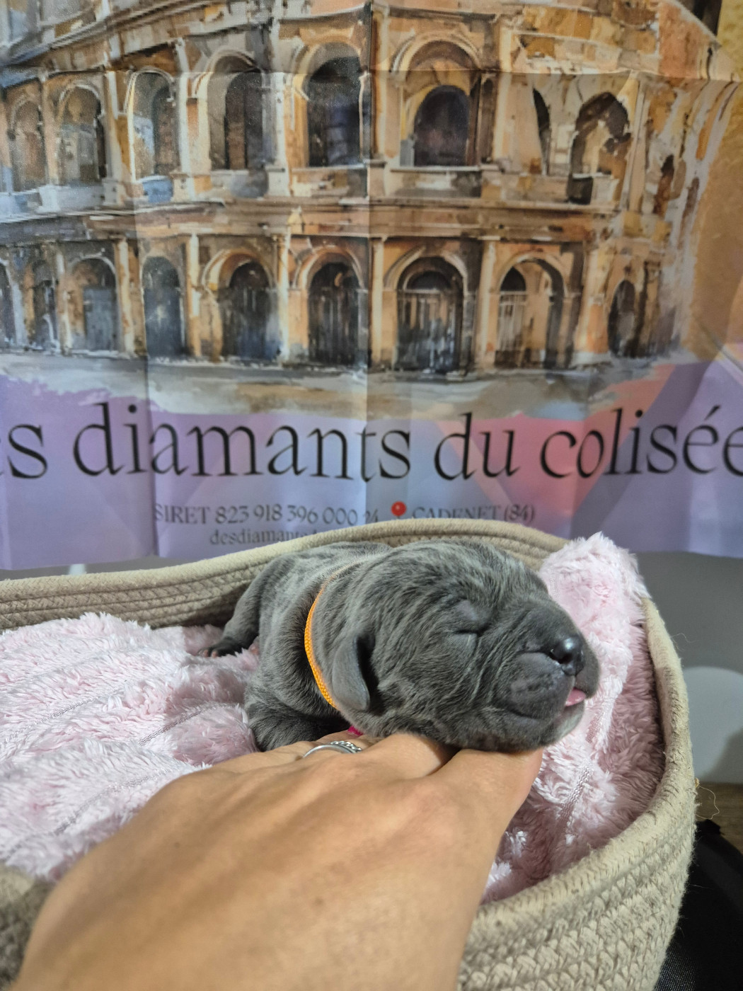 Des Diamants Du Colisée Jcm - Chiots disponibles - Cane Corso