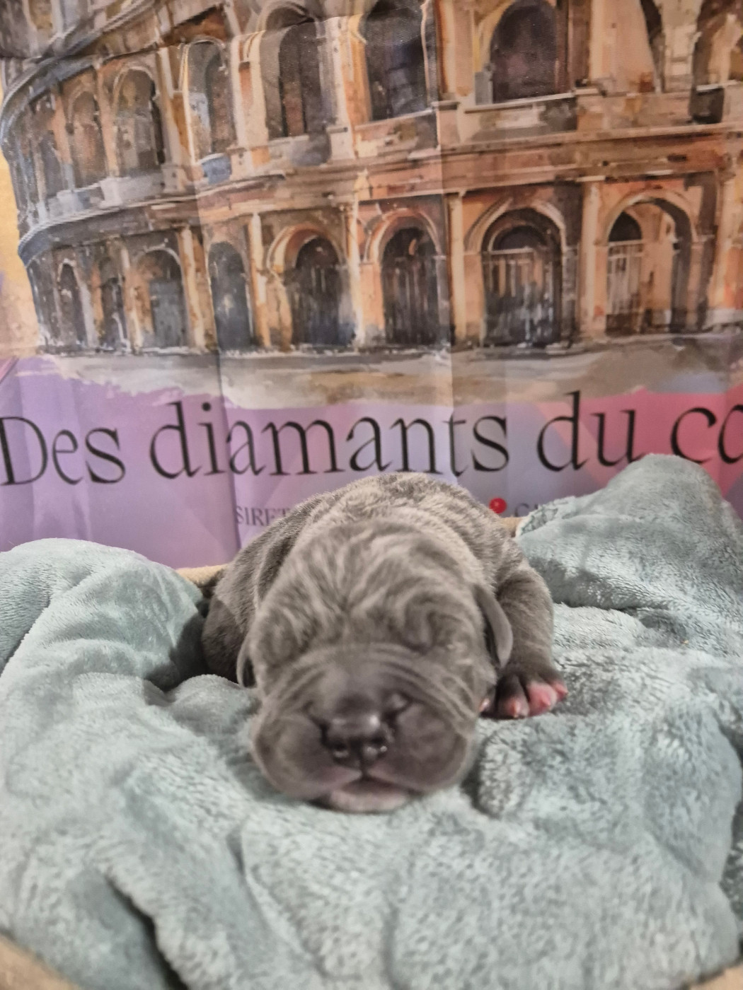 Des Diamants Du Colisée Jcm - Chiots disponibles - Cane Corso