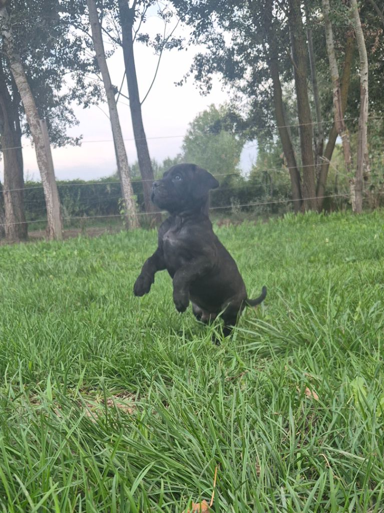 Chiot Cane Corso Des Diamants Du Colisée Jcm