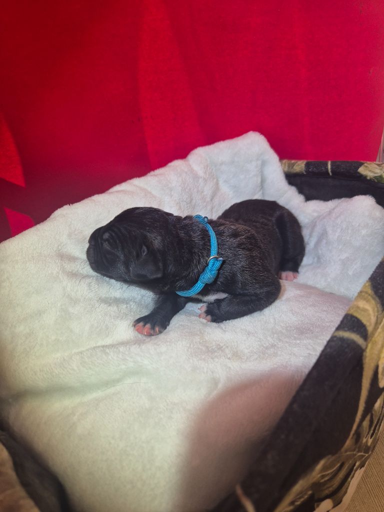 Des Diamants Du Colisée Jcm - Chiots disponibles - Cane Corso