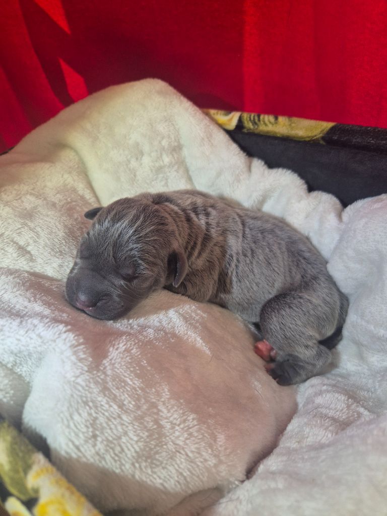 Des Diamants Du Colisée Jcm - Chiots disponibles - Cane Corso