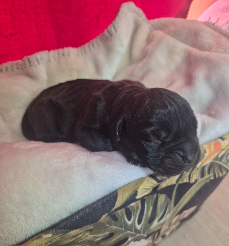 Des Diamants Du Colisée Jcm - Chiots disponibles - Cane Corso