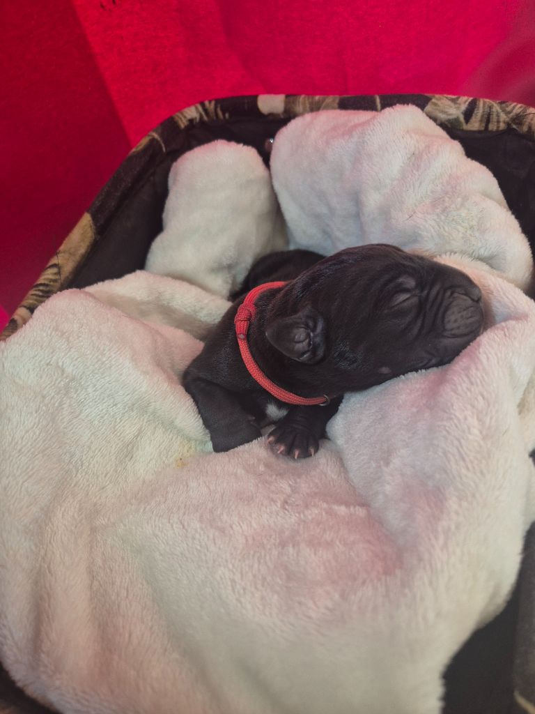 Des Diamants Du Colisée Jcm - Chiots disponibles - Cane Corso
