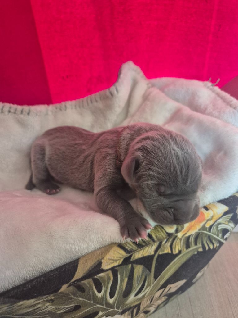 Des Diamants Du Colisée Jcm - Chiots disponibles - Cane Corso