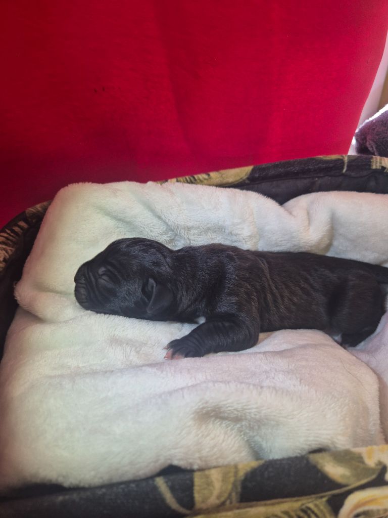Des Diamants Du Colisée Jcm - Chiots disponibles - Cane Corso