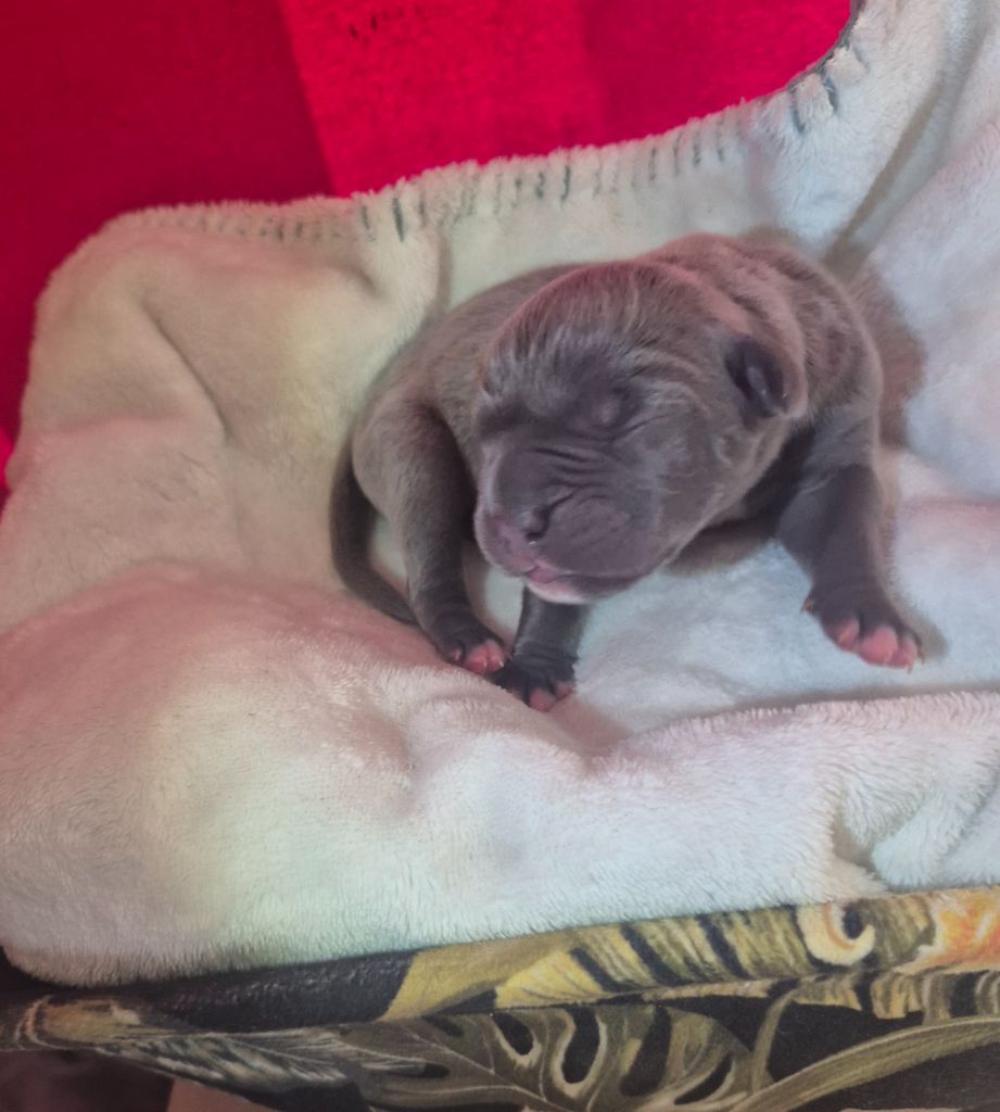 Des Diamants Du Colisée Jcm - Chiots disponibles - Cane Corso