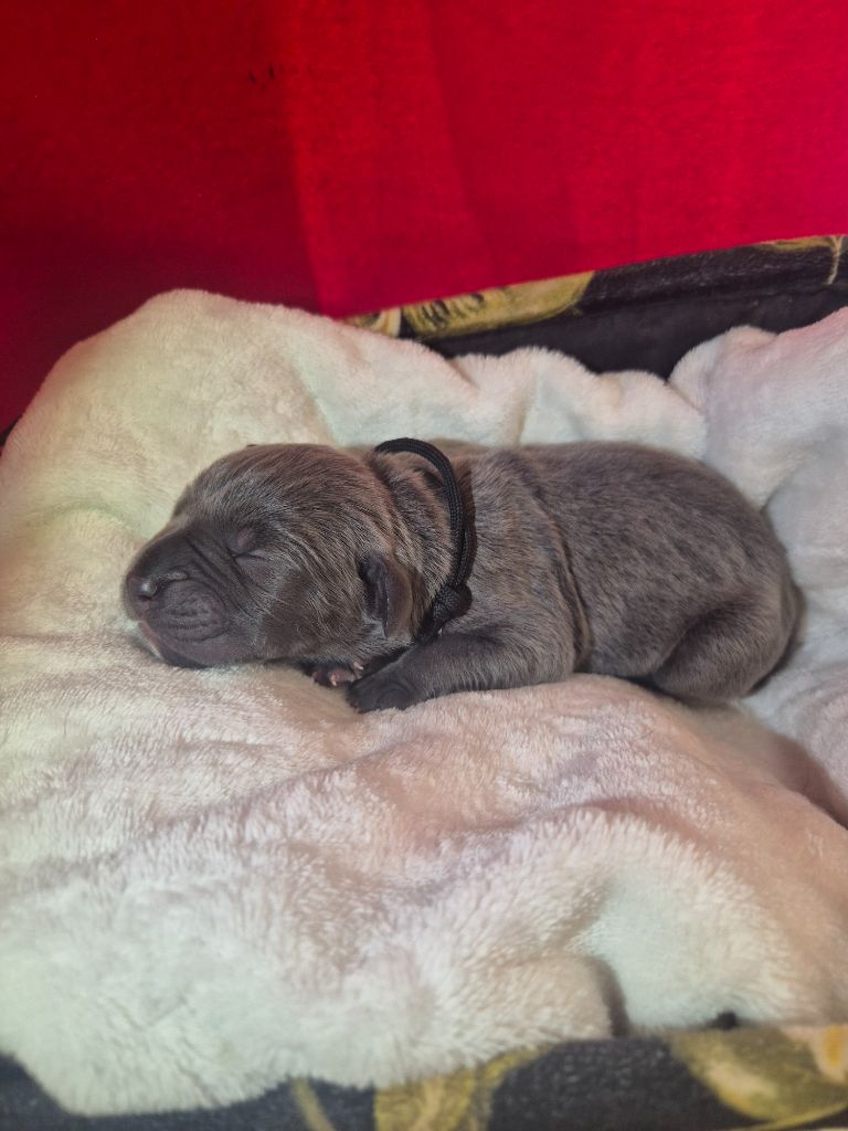 Des Diamants Du Colisée Jcm - Chiots disponibles - Cane Corso