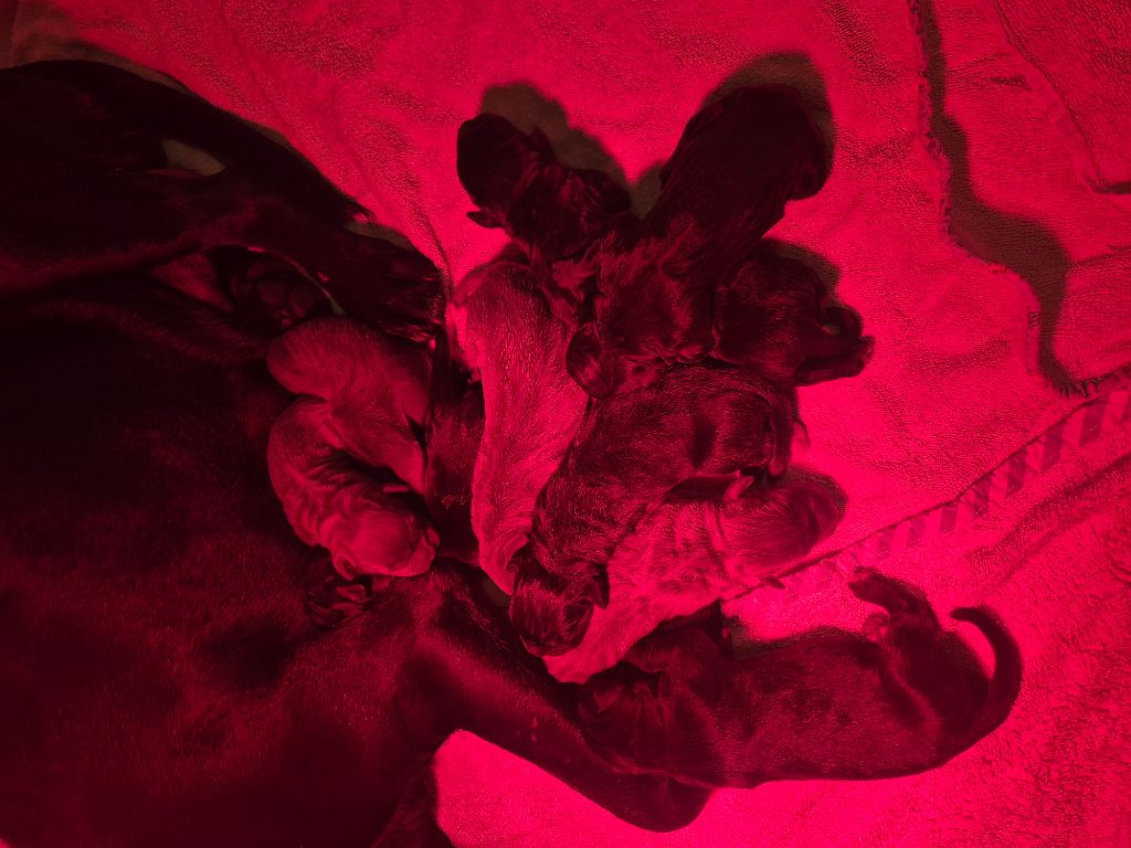 Chiot Cane Corso Des Diamants Du Colisée Jcm